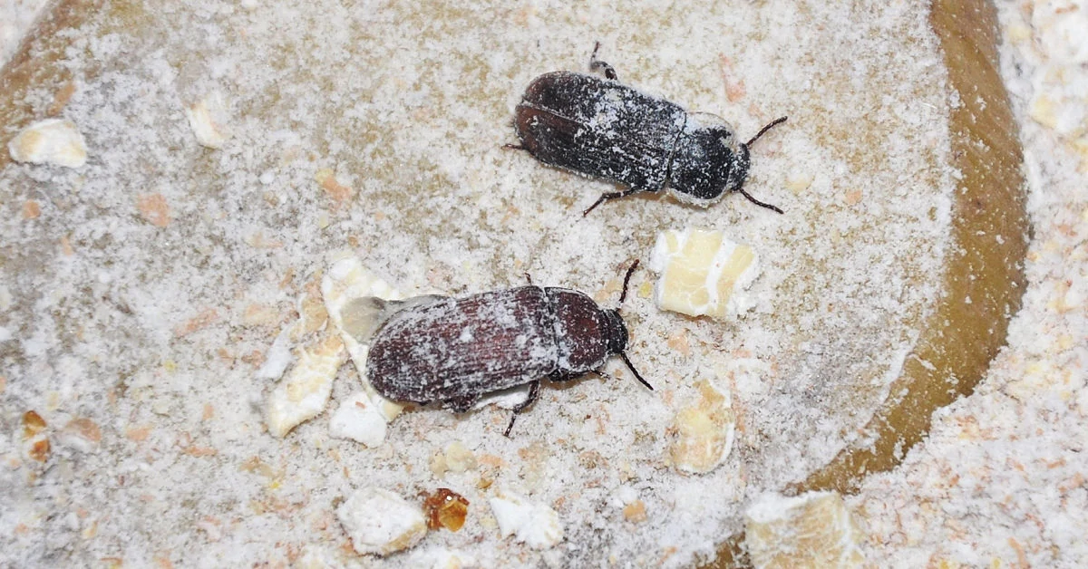 Two darkling beetles from my mealworm colony.