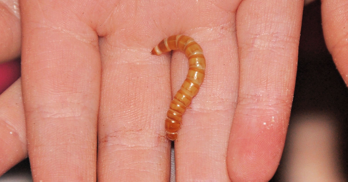 A single mealworm in a child's hands