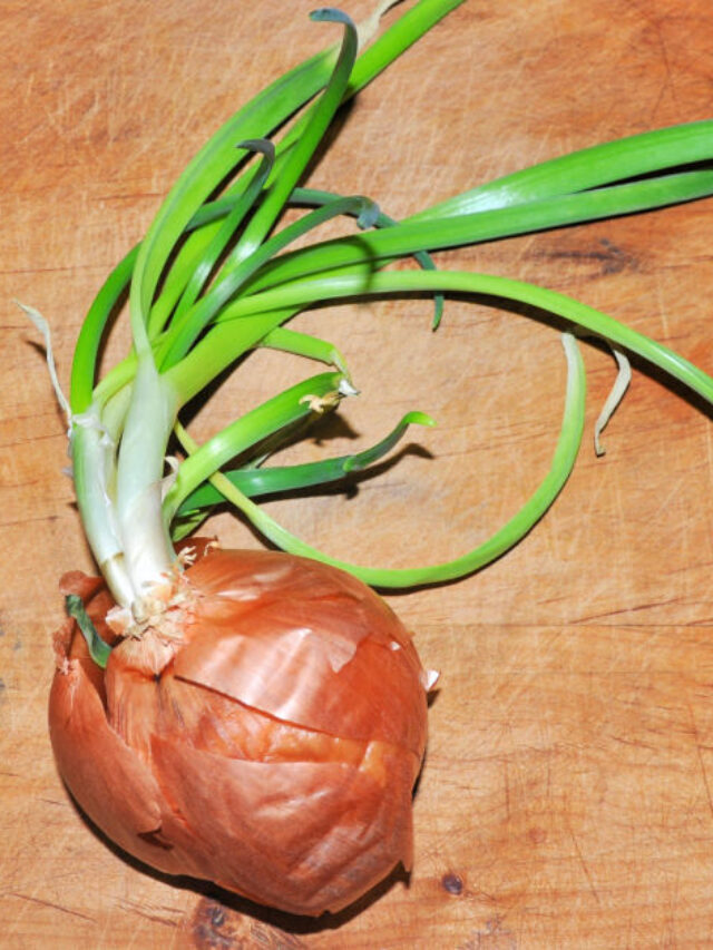 How to Plant a Sprouted Onion Story