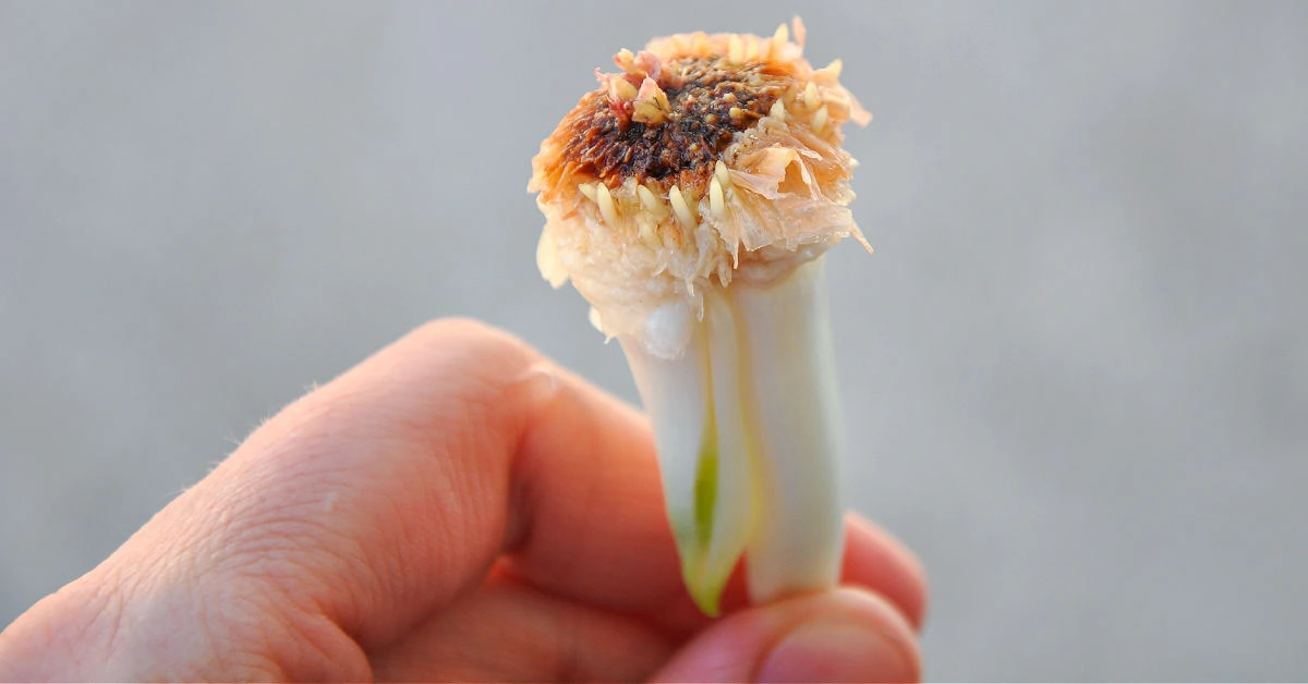 Onion sprout with roots forming