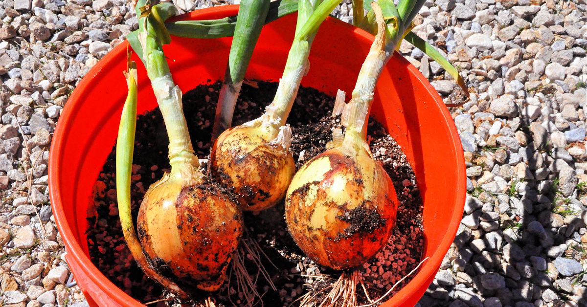 Three onions pulled from the soil in an orange 5 gallon bucket.