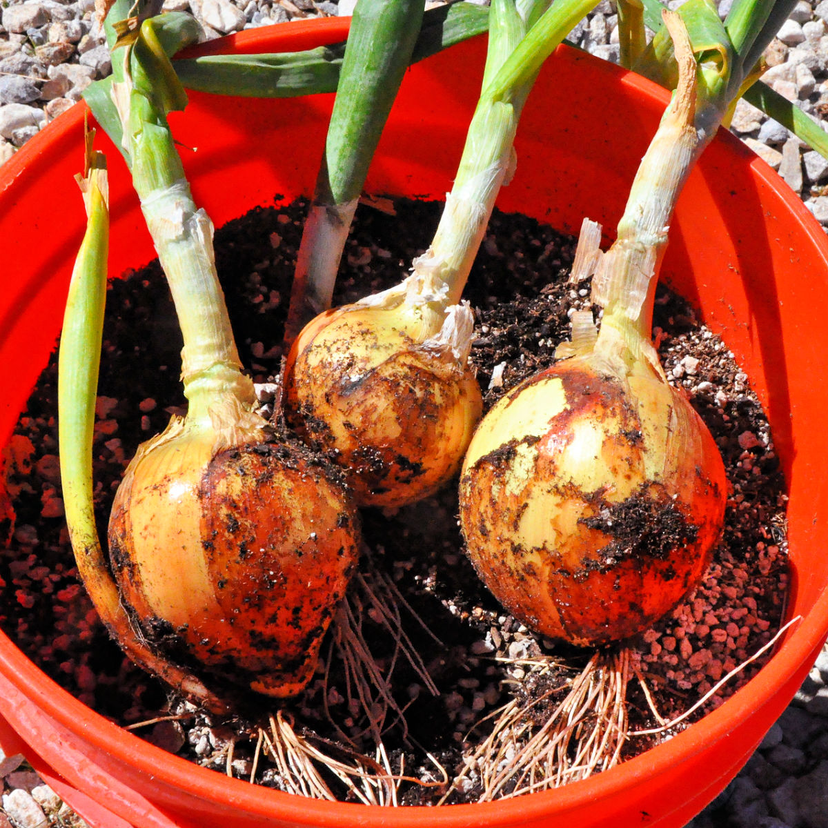 Three onions that were grown in a 5-gallon bucket from onion sprouts