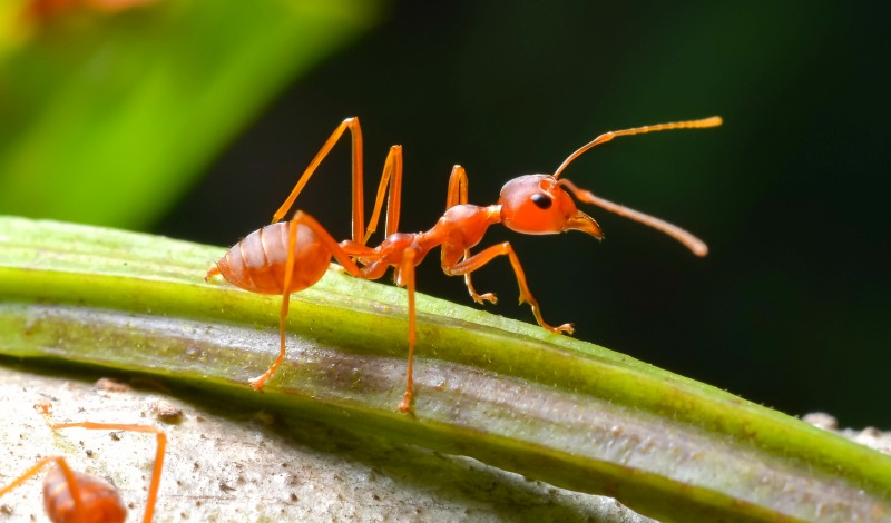 Close up of ant crawling on wilted celery