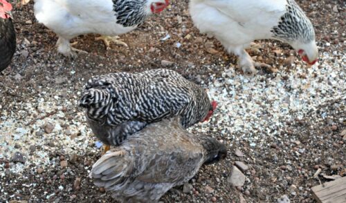 Chickens eating DIY egg shell calcium supplement off the ground