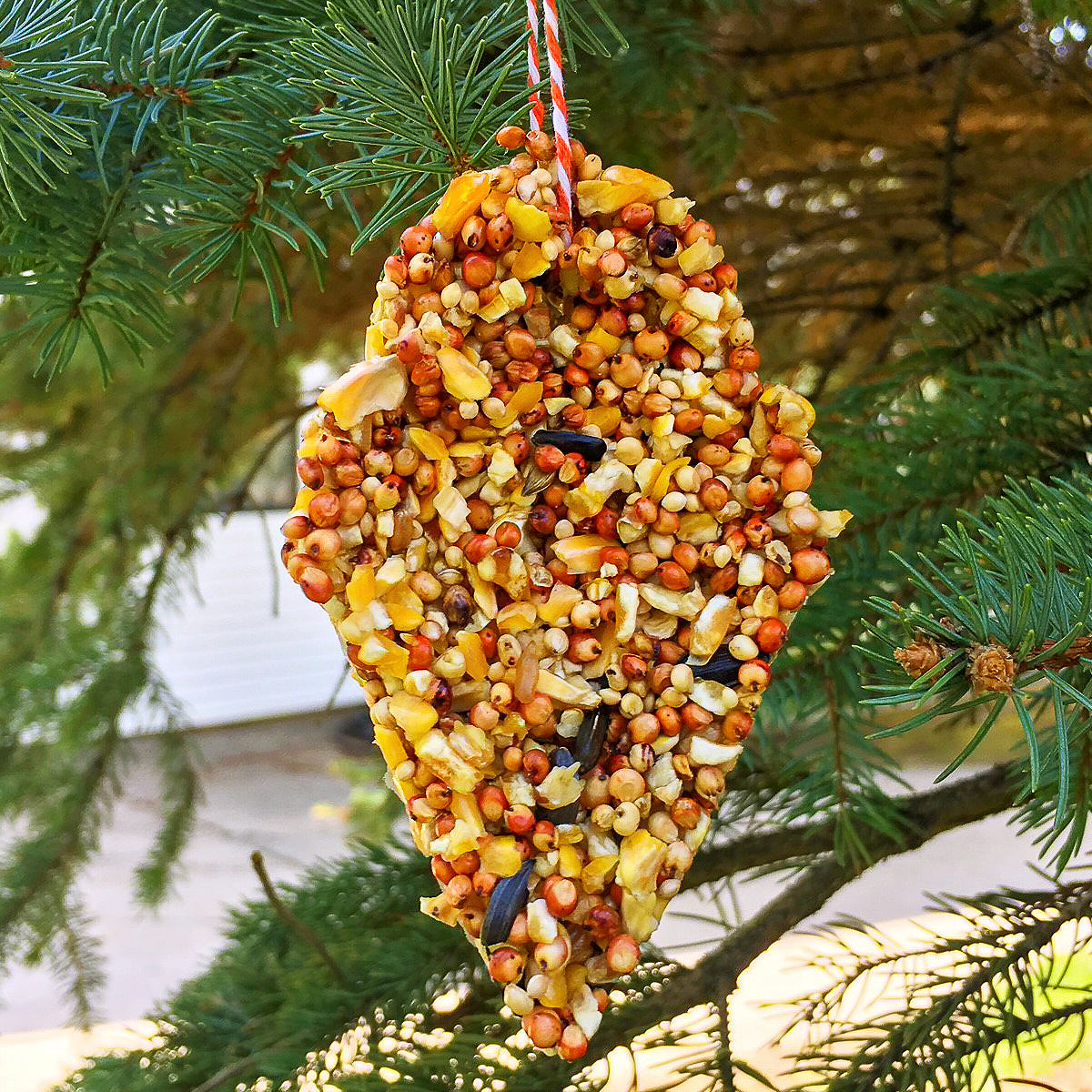 Close up of homemade bird feeder in a tree