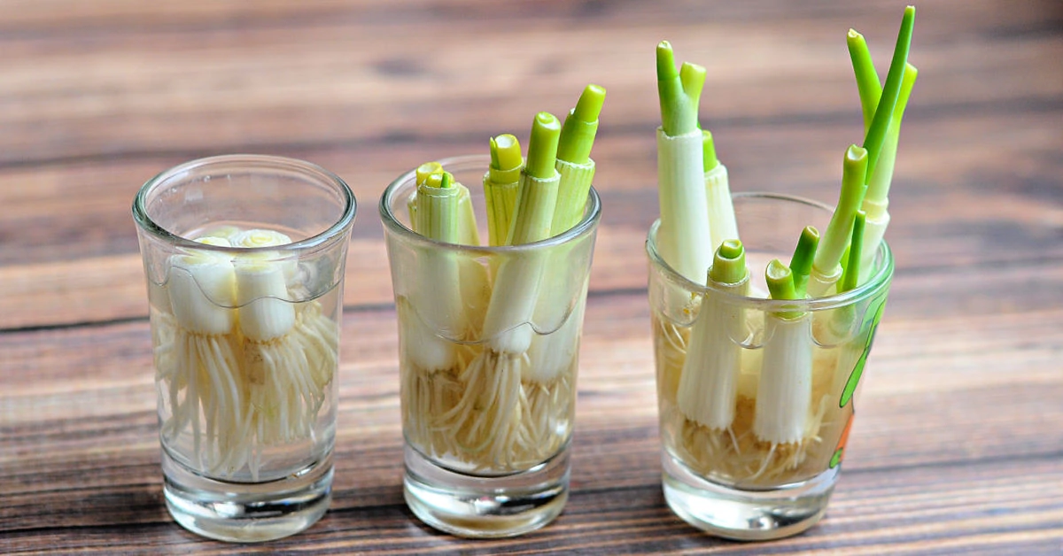 Three shot glasses with three different lengths of green onions growing in them.