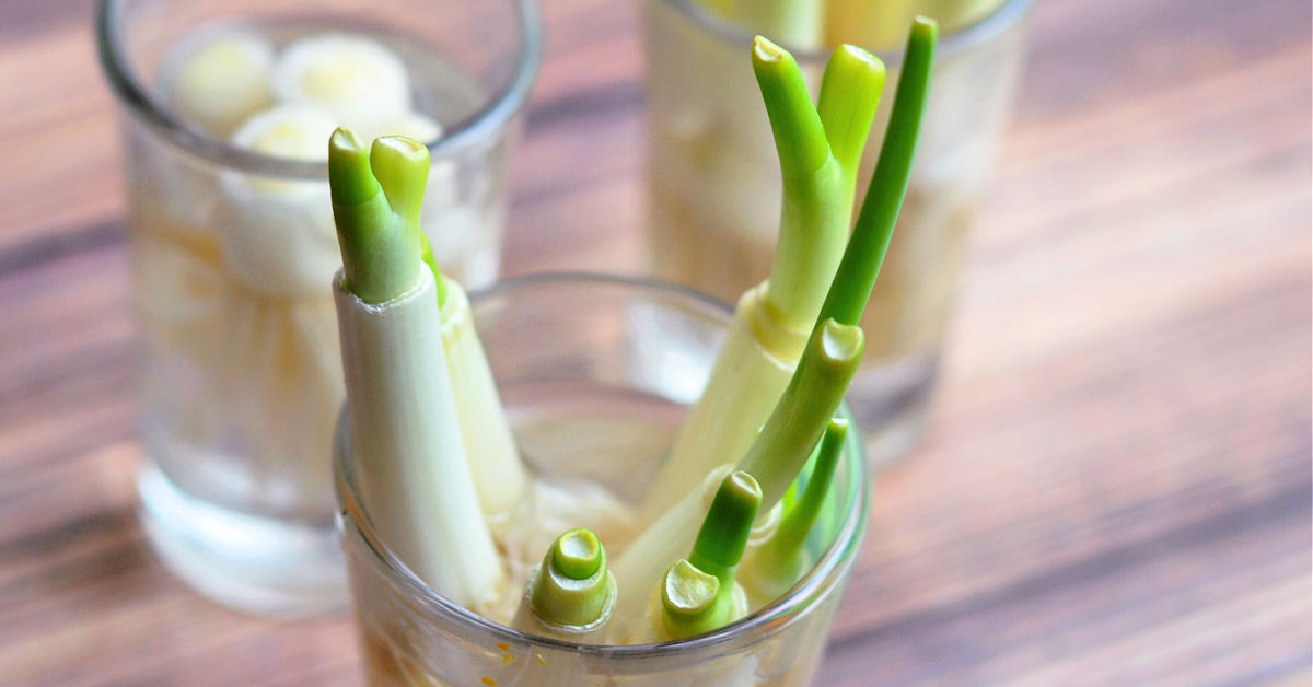 Tall green onions in a shot glass growing