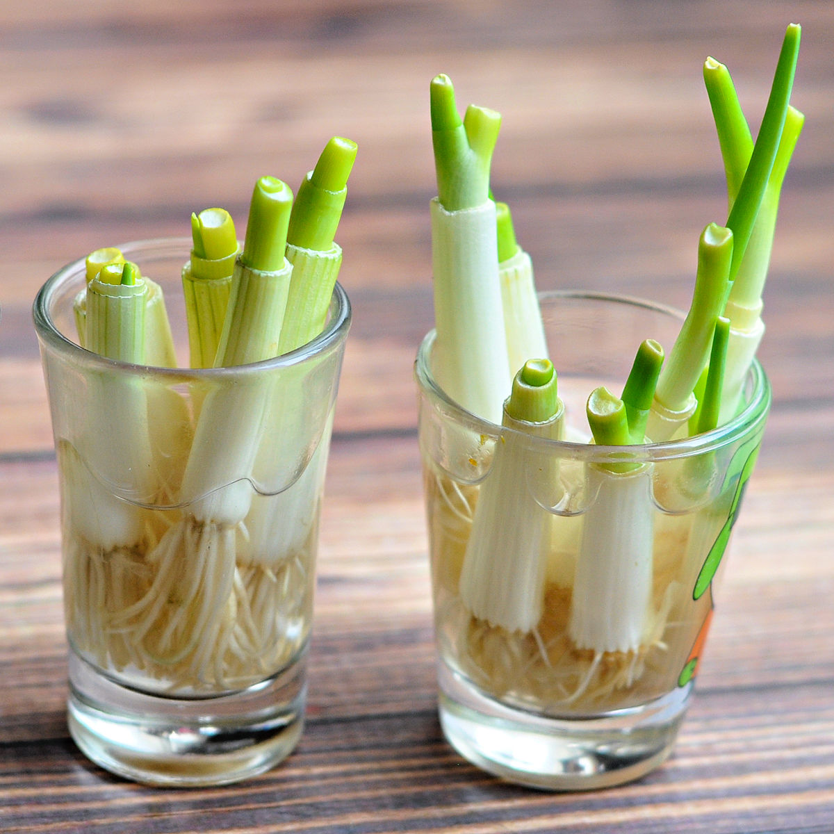 Green onions growing in shot glasses