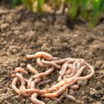 A pile of earthworms in a backyard garden