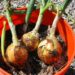 Onions regrown from a sprouted onion in orange 5 gallon bucket.