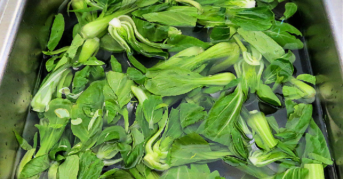Bok choy being washed in a sink of cold water.