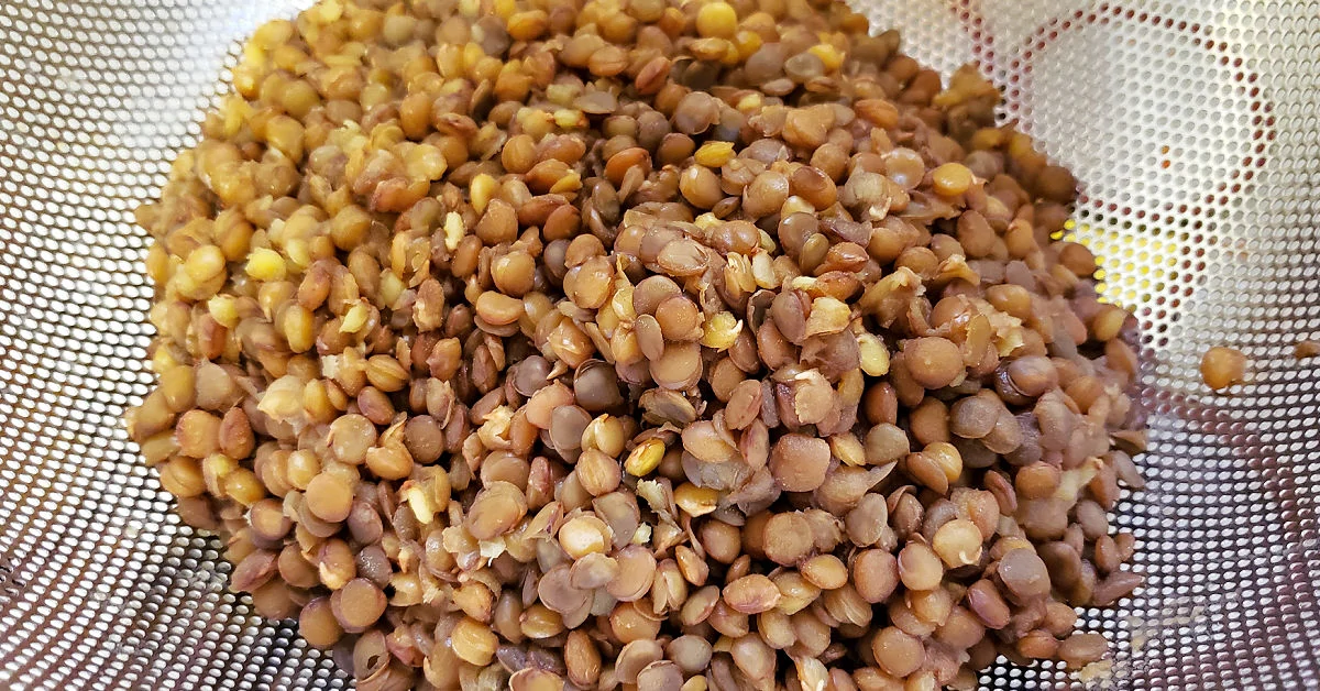 Lentils being strained after being pressure cooked.